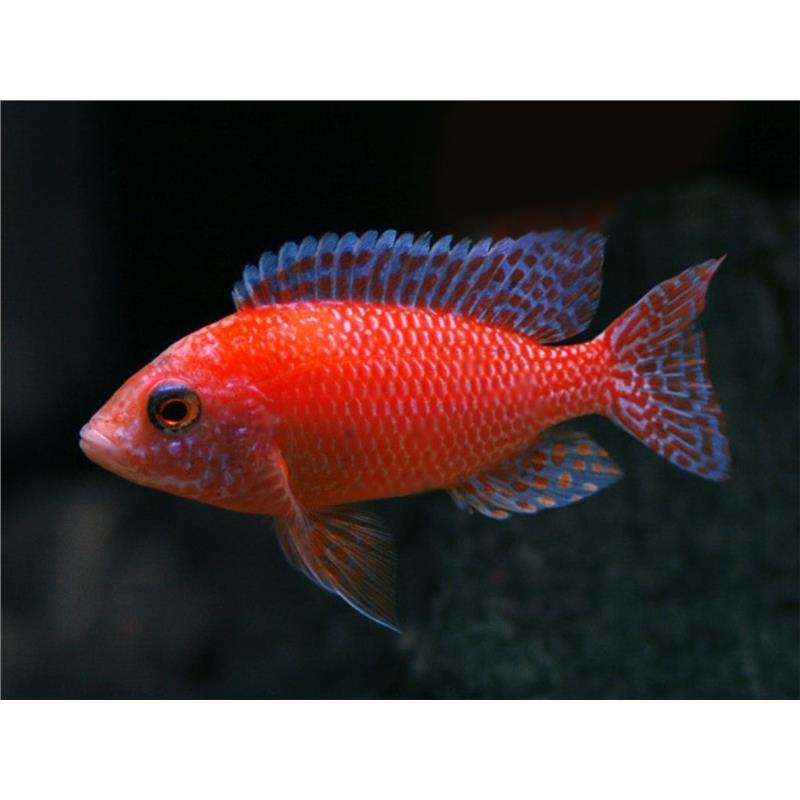 Aulonocara sp. firefish - imagine 3